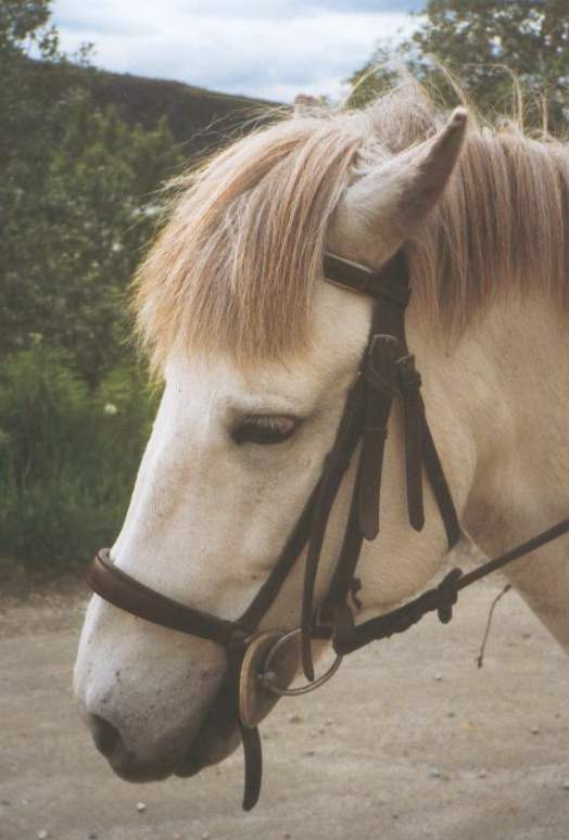 Caprino 132